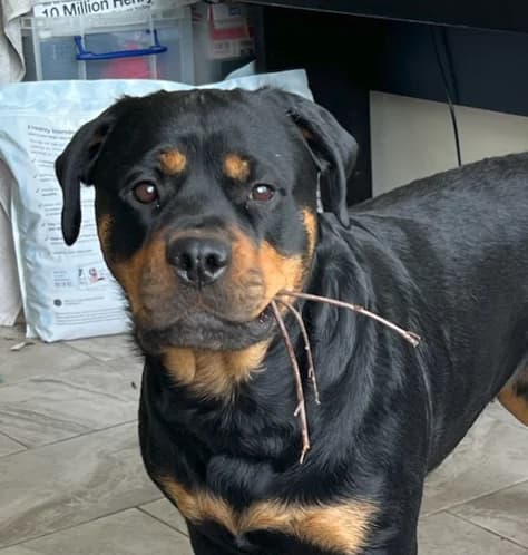 SYLVIE, female Mixed Breed for adoption at Animal Rescue Cymru, Wales