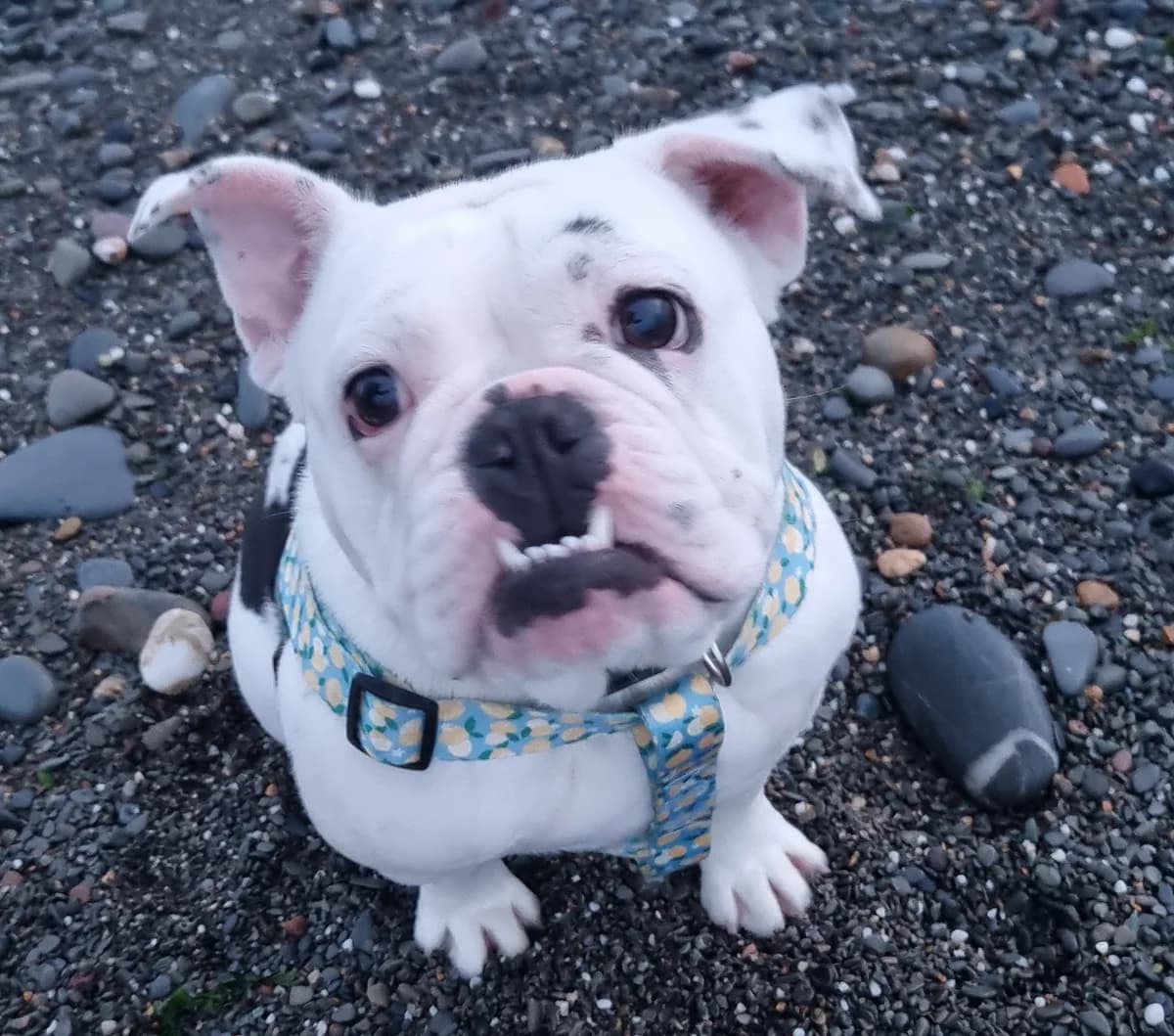 WINNIE, female English Bulldog for adoption at Animal Rescue Cymru, Wales