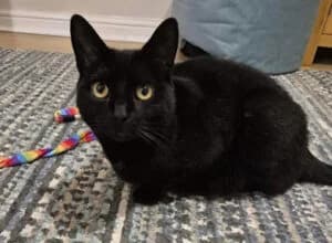 Sylvie, female 4yo Mixed Breed for adoption at Animal Samaritans
