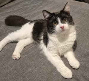 Punch, male young Mixed Breed for adoption at Animal Samaritans