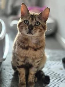 Jenson, male Mixed Breed for adoption at Animal Samaritans