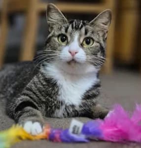 Shirley, female young Mixed Breed for adoption at Animal Samaritans