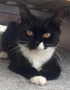 Marge, female Mixed Breed for adoption at Animal Samaritans