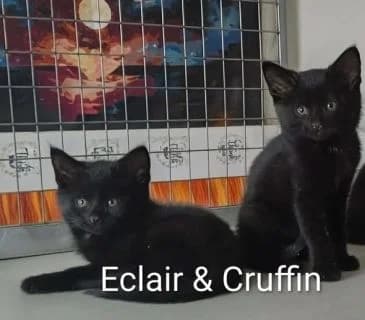 ECLAIR & CRUFFIN, puppy Mixed Breed for adoption at Animal Support Angels