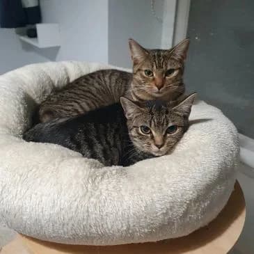 ZARA & TOFU, Mixed Breed for adoption at Animal Support Angels