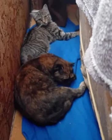 BROWNIE & FUDGE, Mixed Breed for adoption at Animal Support Angels