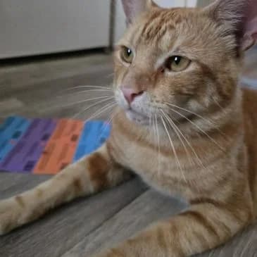 TOM, young Mixed Breed for adoption at Animal Support Angels