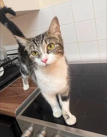 KITTENS, puppy Mixed Breed for adoption at Animal Support Angels