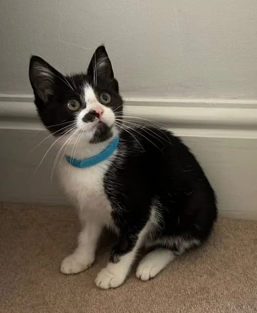 MALLORY, female puppy Mixed Breed for adoption at Animal Welfare Furness