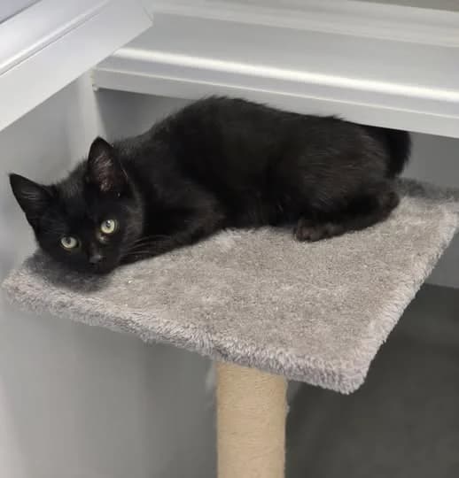 VALENTINO, male puppy Mixed Breed for adoption at Animal Welfare Furness
