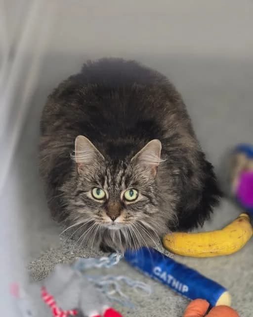 NANCY, female Mixed Breed for adoption at Animal Welfare Furness
