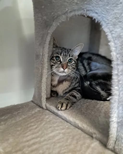 BISCUIT, female Mixed Breed for adoption at Animal Welfare Furness