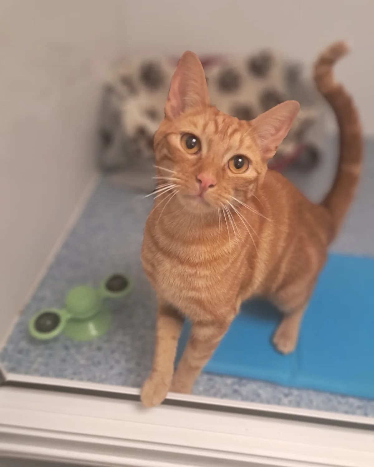 NOONOO, male Mixed Breed for adoption at Animal Welfare Furness