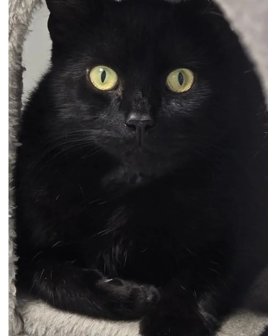 PICKLES, male young Mixed Breed for adoption at Animal Welfare Furness