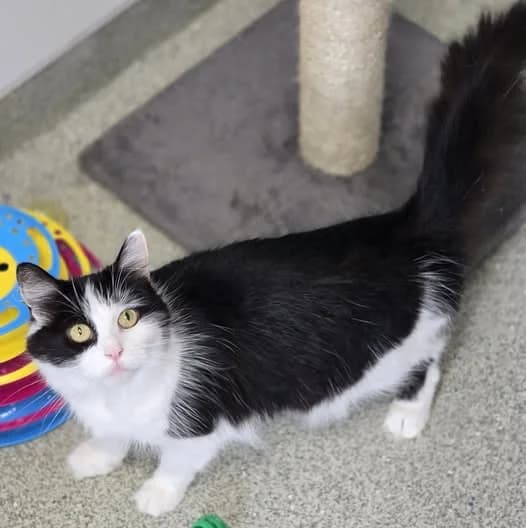 MARGE, female 4yo Mixed Breed for adoption at Animal Welfare Furness