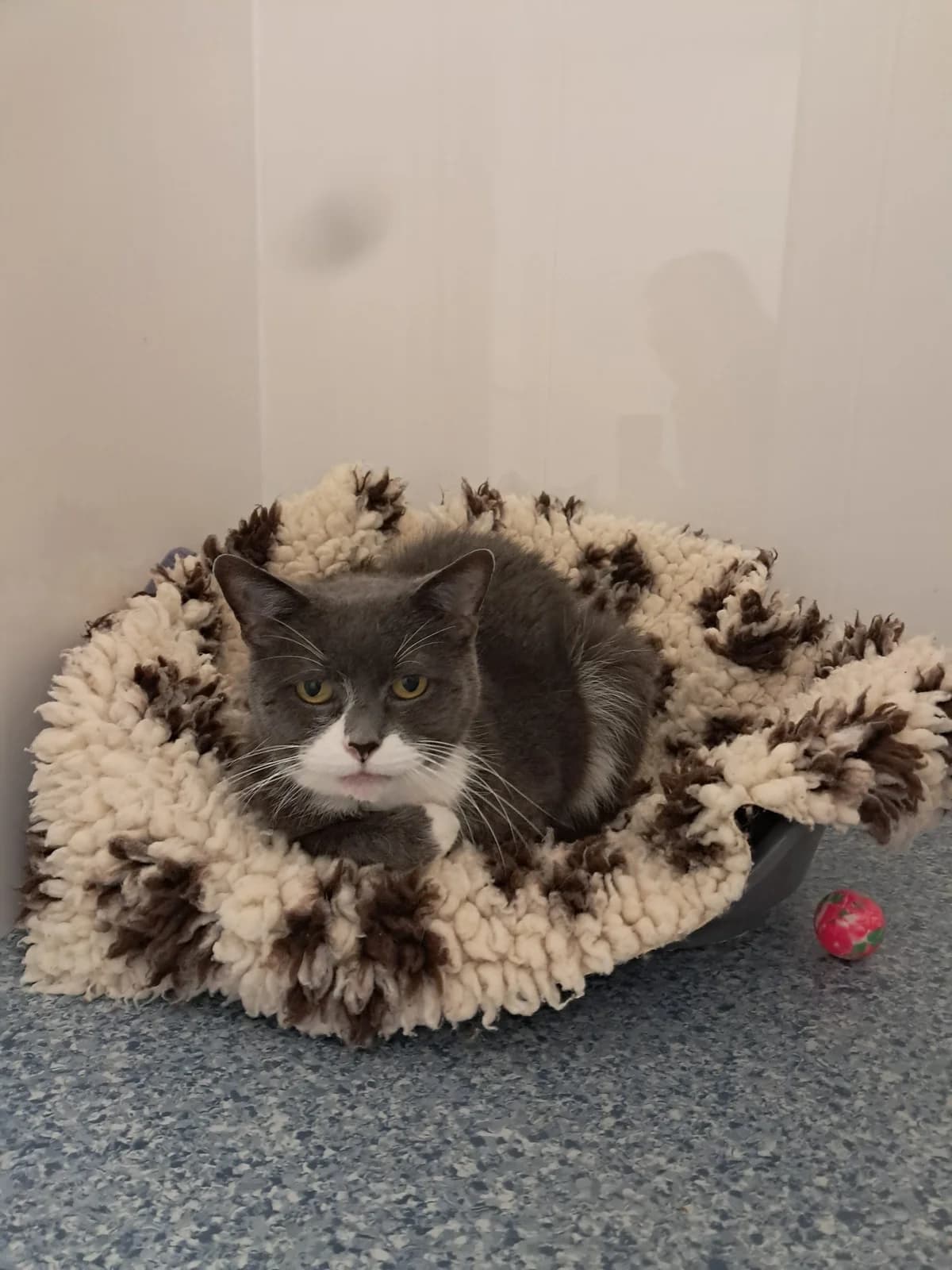 GEORGE, male Mixed Breed for adoption at Animal Welfare Furness