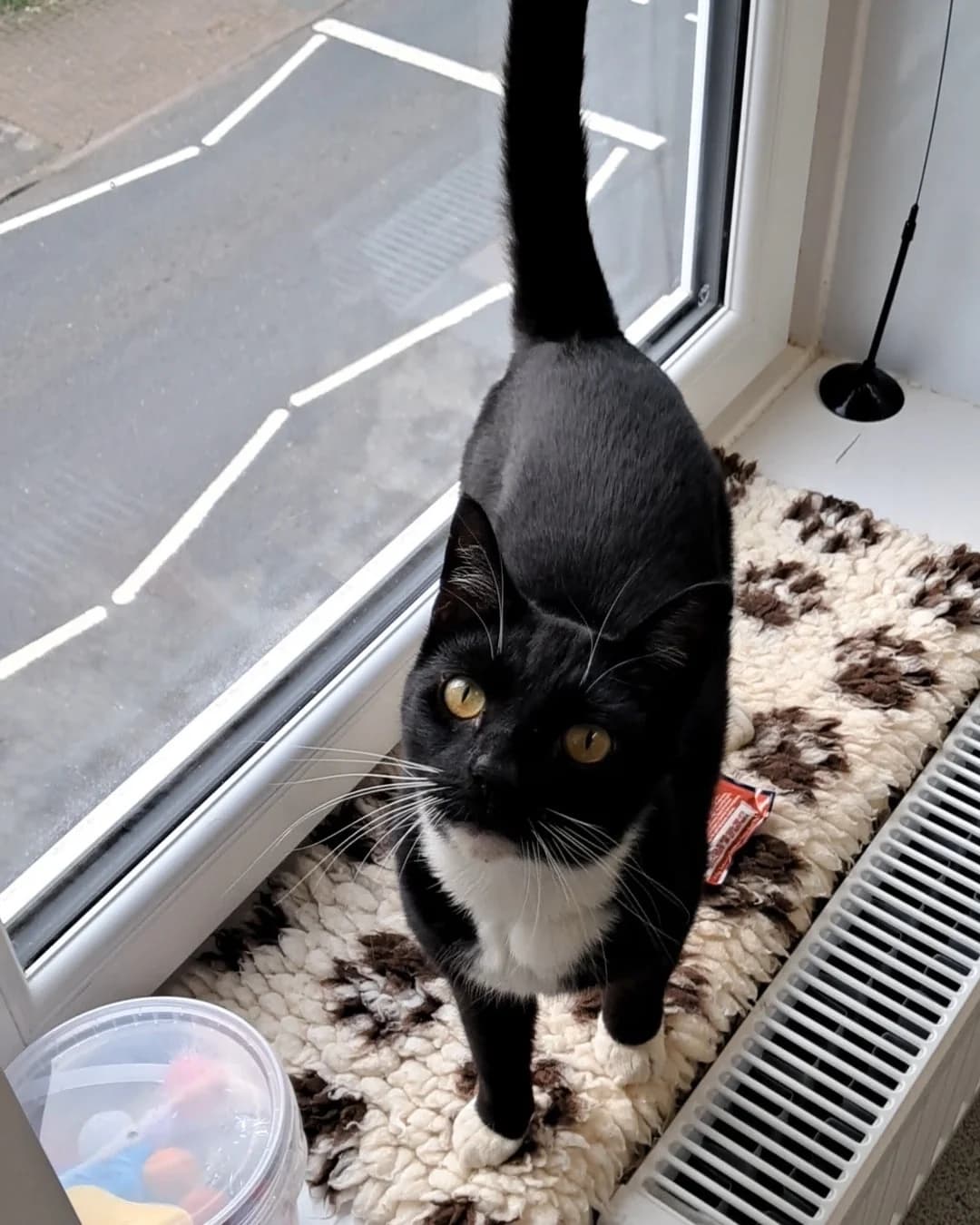 FLYNN, male 6yo Mixed Breed for adoption at Animal Welfare Furness