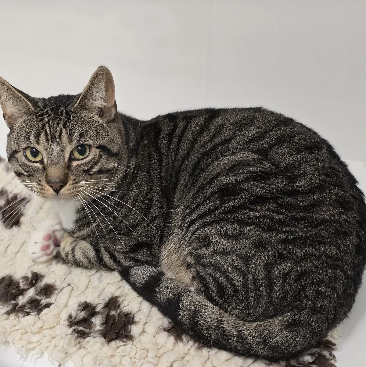 GARTH, male young Mixed Breed for adoption at Animal Welfare Furness