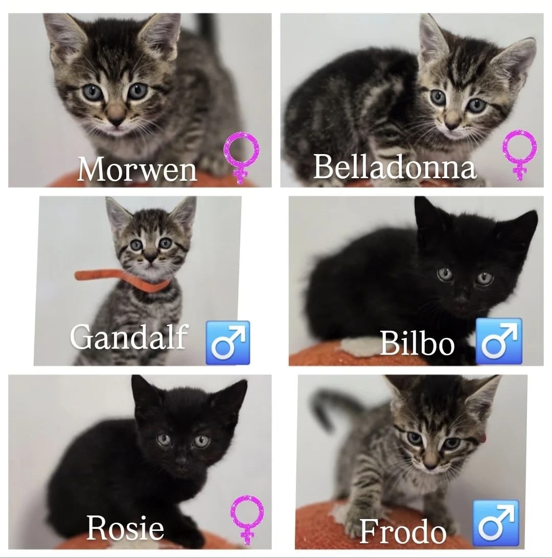 LORD OF THE RINGS KITTENS, puppy Mixed Breed for adoption at Animal Welfare Furness