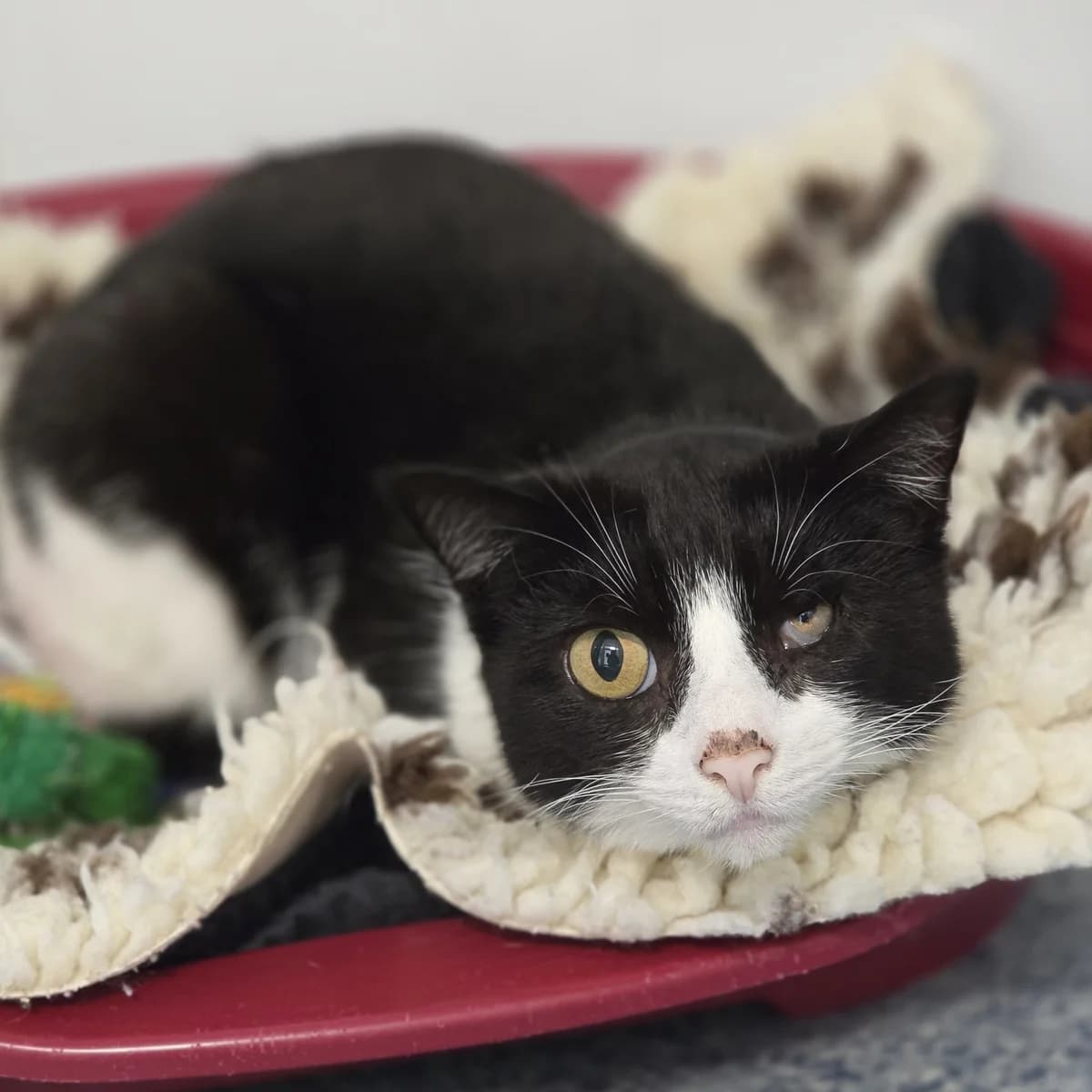 TILLY, female 6yo Mixed Breed for adoption at Animal Welfare Furness