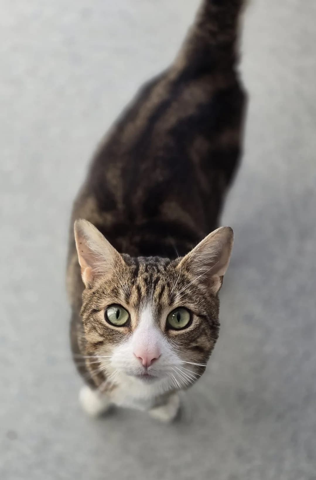 RAICHU, male 4yo Mixed Breed for adoption at Animal Welfare Furness