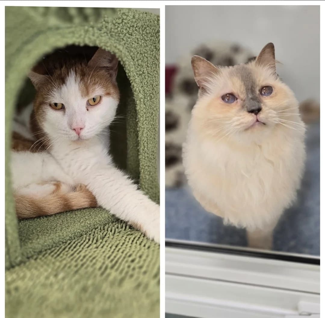 ASLAN & AURORA, 7yo Mixed Breed for adoption at Animal Welfare Furness