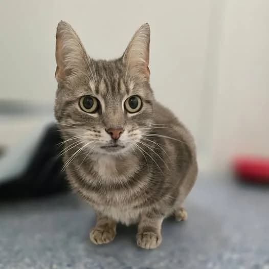 NANCY, female Mixed Breed for adoption at Animal Welfare Furness