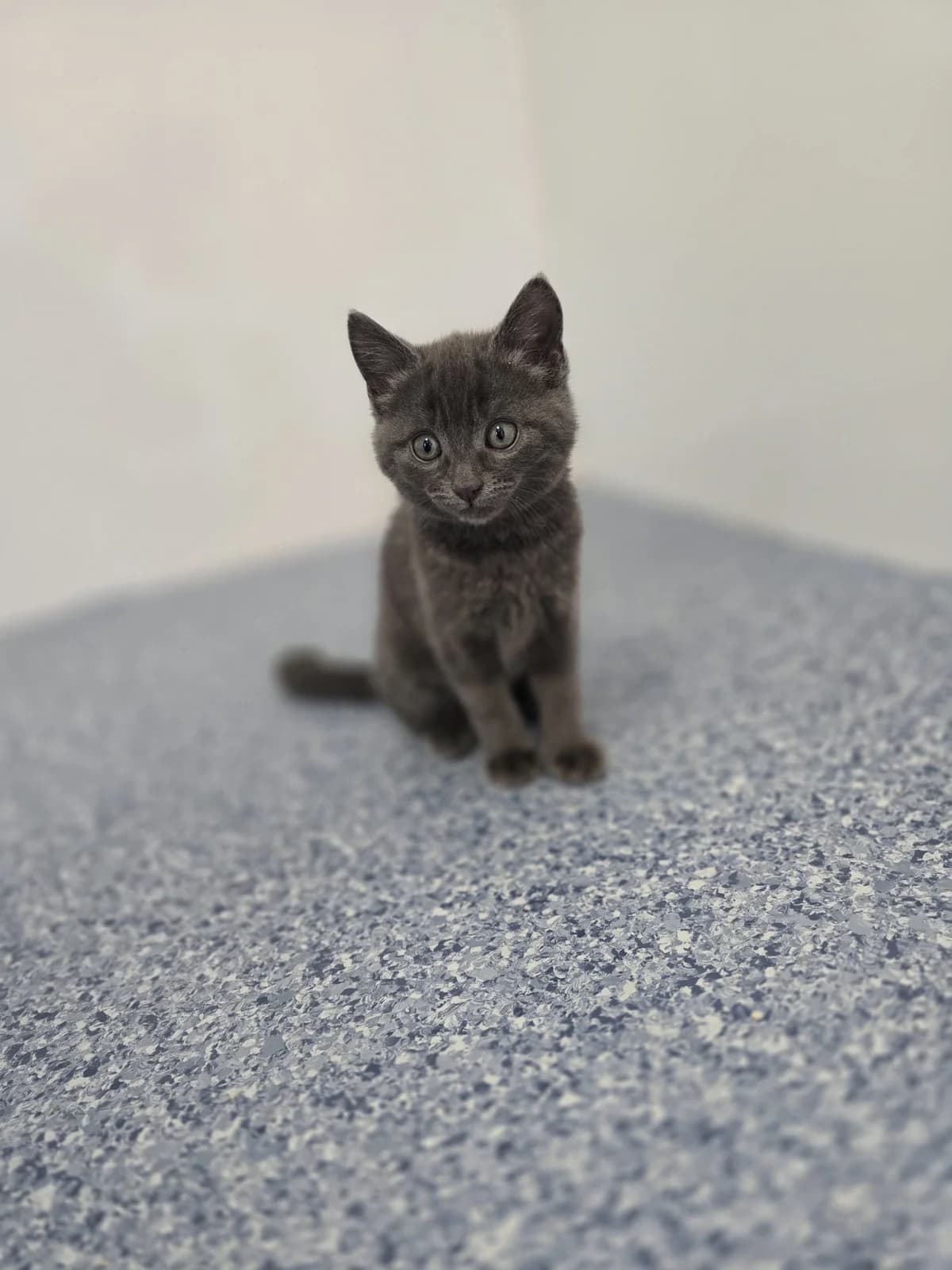 CEDAR, male puppy Mixed Breed for adoption at Animal Welfare Furness