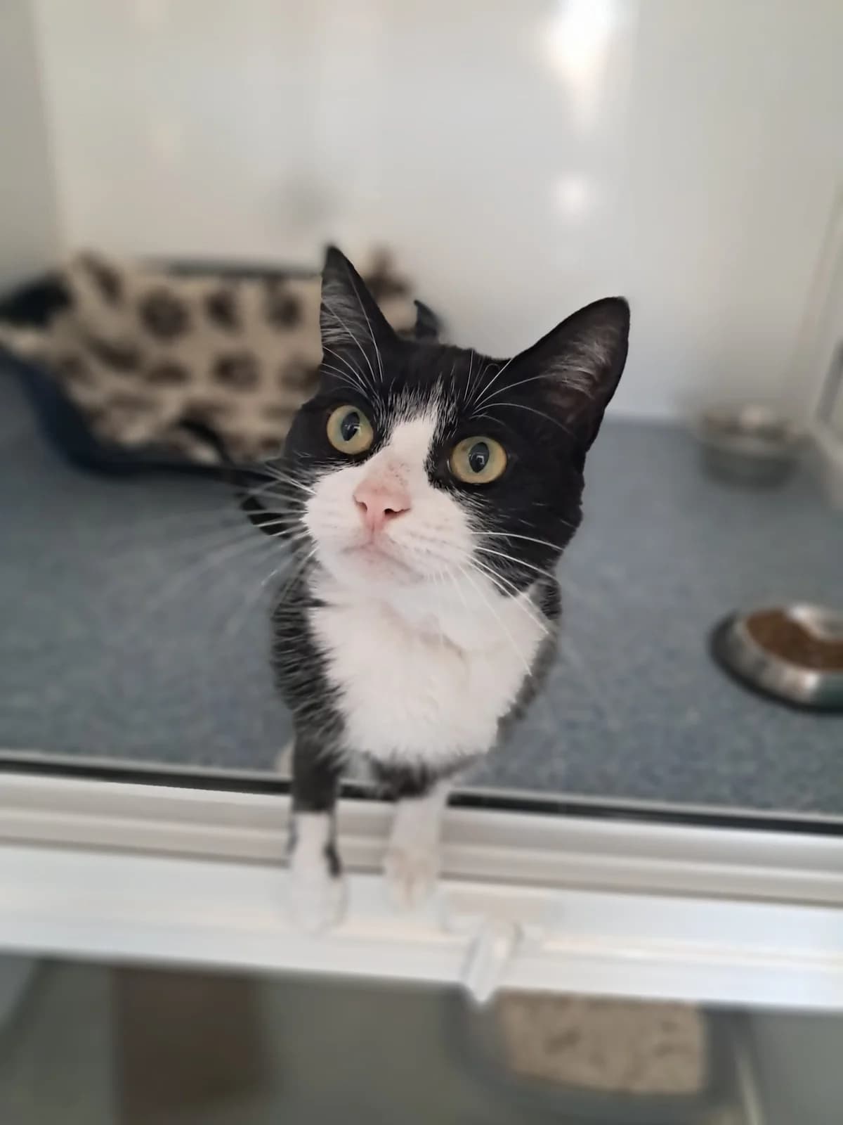ELITA, female 3yo Mixed Breed for adoption at Animal Welfare Furness