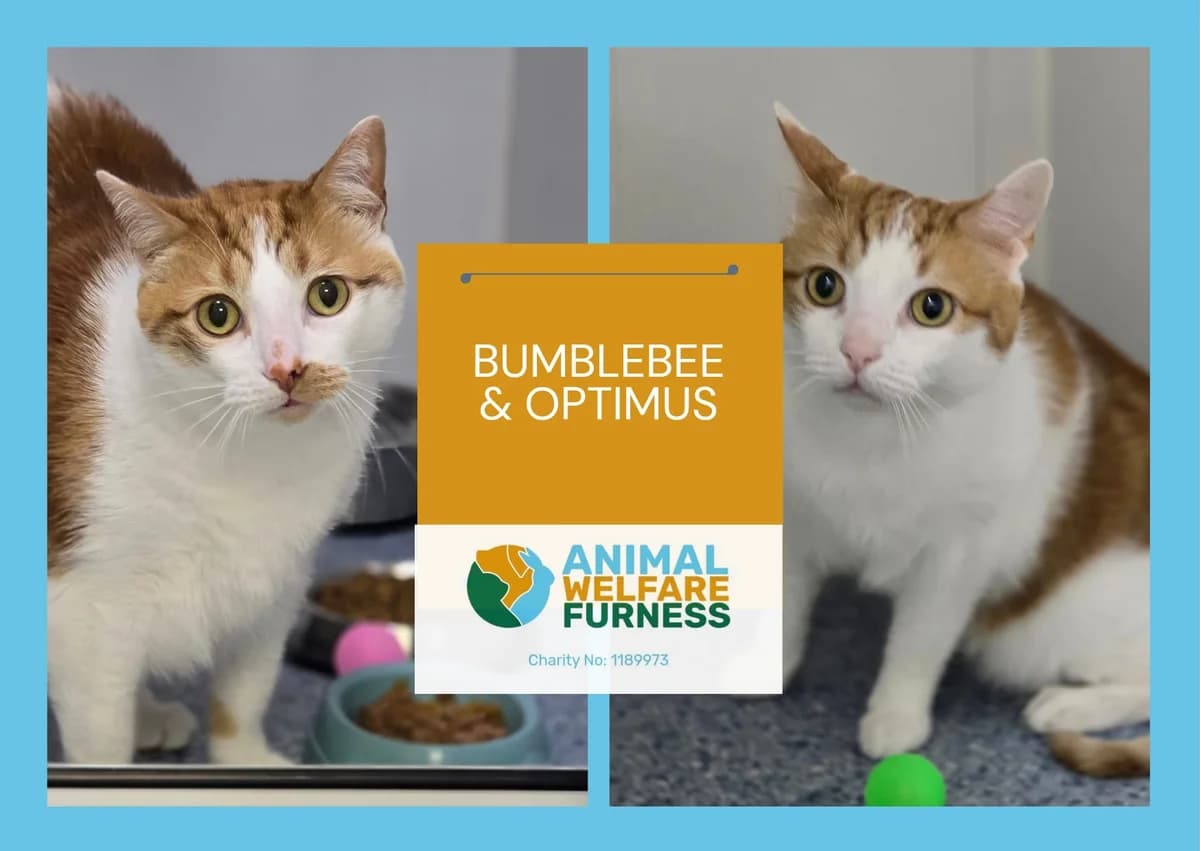 BUMBLEBEE & OPTIMUS, 7yo Mixed Breed for adoption at Animal Welfare Furness
