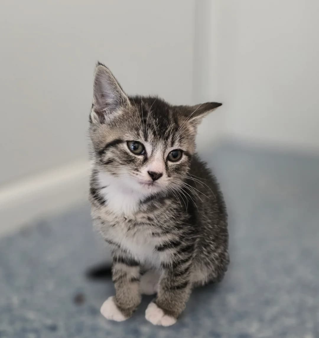 RAINBOW DASH, female puppy Mixed Breed for adoption at Animal Welfare Furness