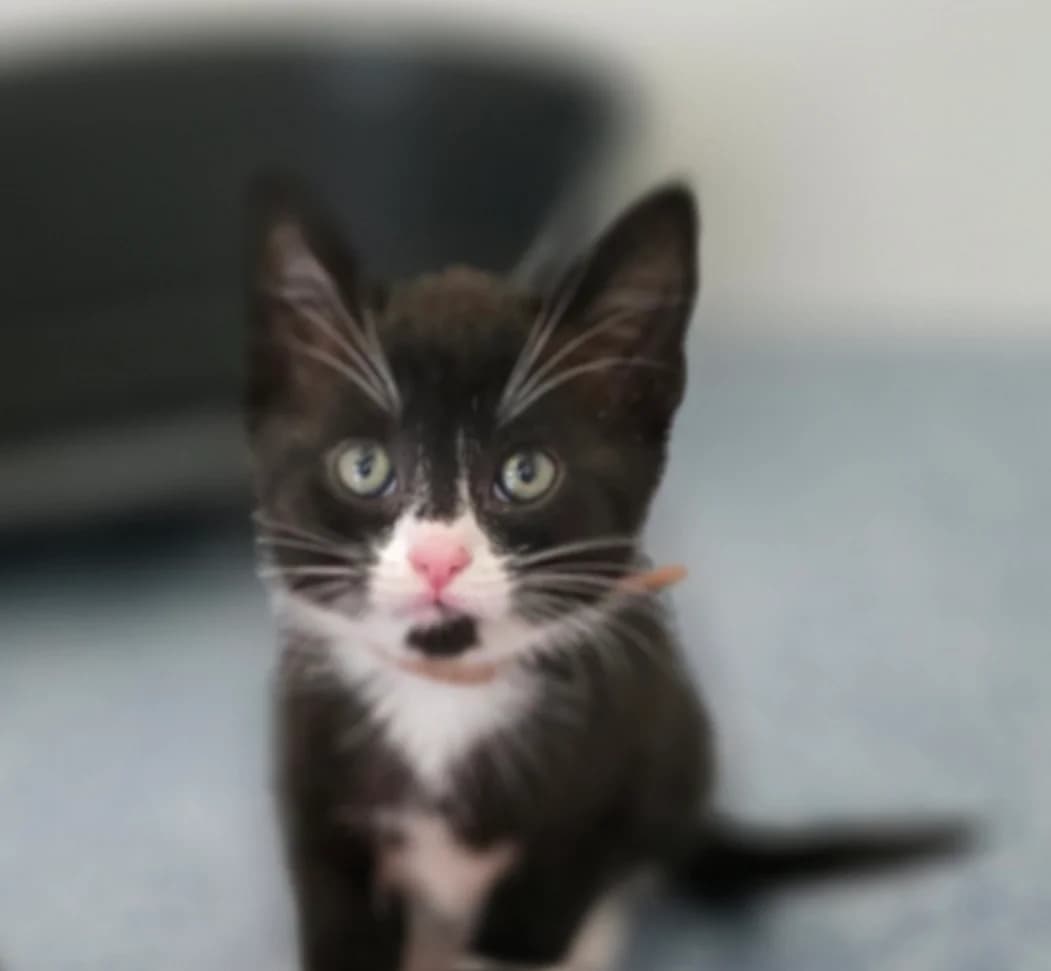 PINKIE PIE, female puppy Mixed Breed for adoption at Animal Welfare Furness