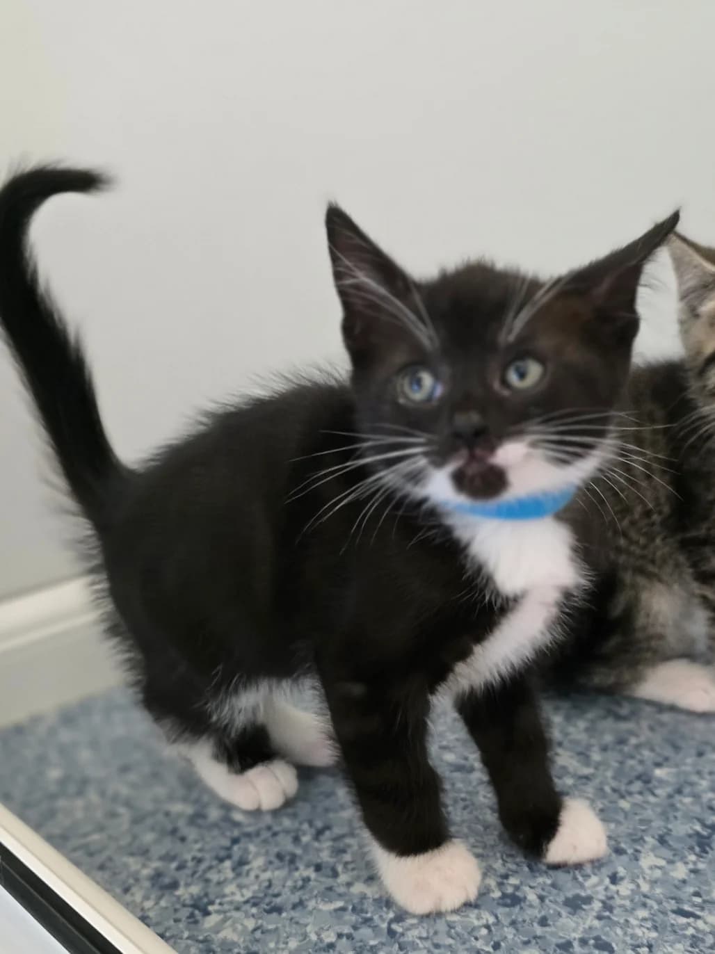 FLUTTERSHY, female puppy Mixed Breed for adoption at Animal Welfare Furness