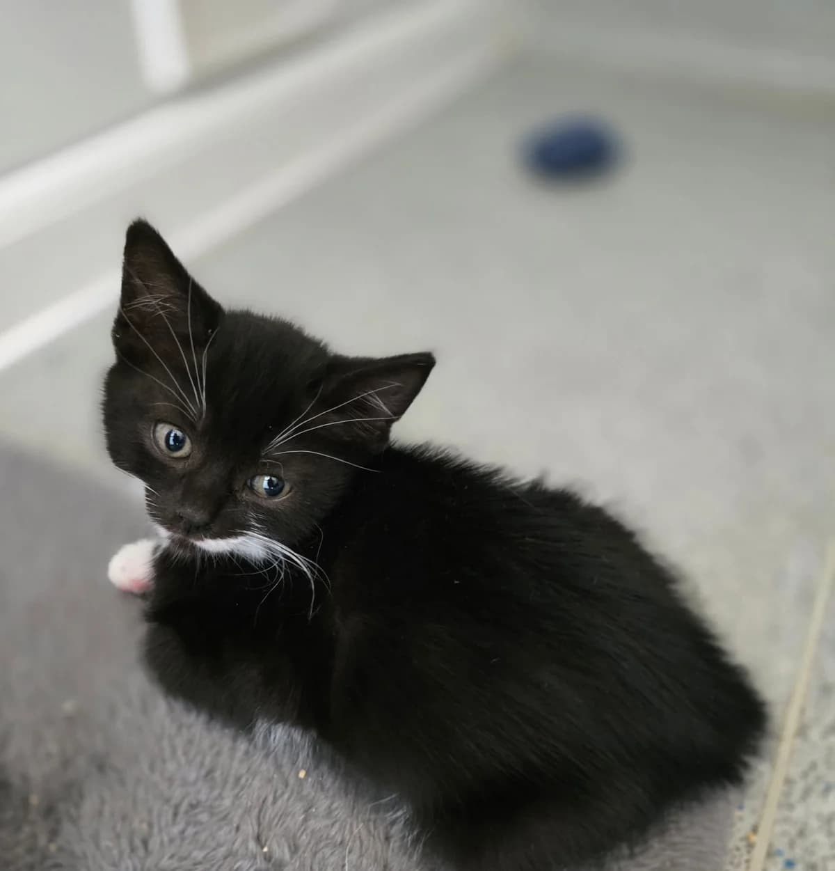 TWILIGHT SPARKLE, female puppy Mixed Breed for adoption at Animal Welfare Furness