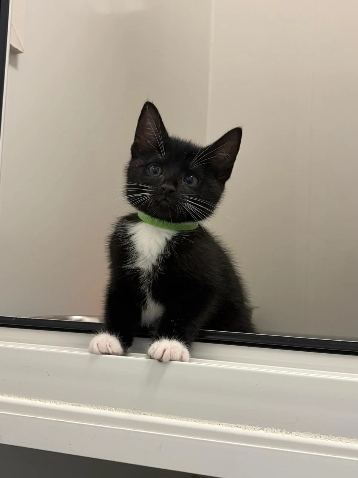LEONARD, male puppy Mixed Breed for adoption at Animal Welfare Furness