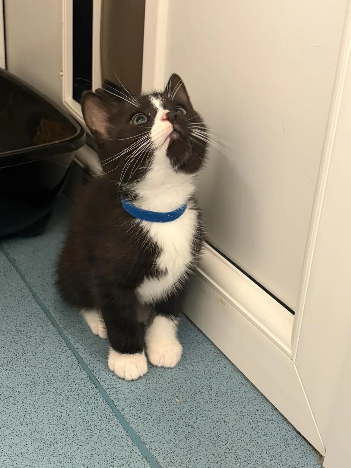 SHELDON, male puppy Mixed Breed for adoption at Animal Welfare Furness