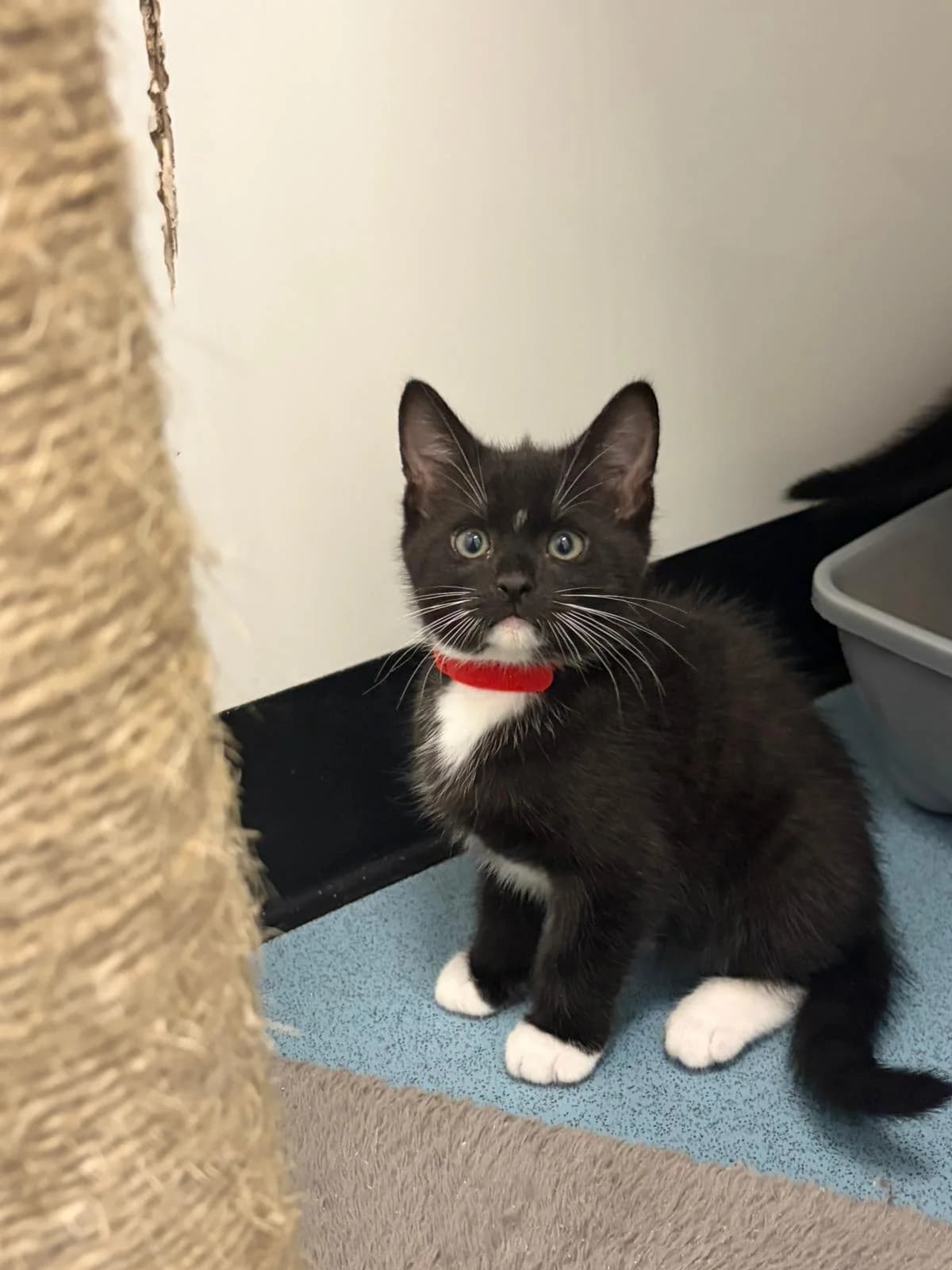 HOWARD, male puppy Mixed Breed for adoption at Animal Welfare Furness