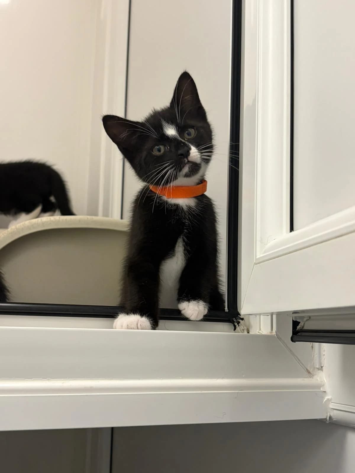 RAJESH, male puppy Mixed Breed for adoption at Animal Welfare Furness