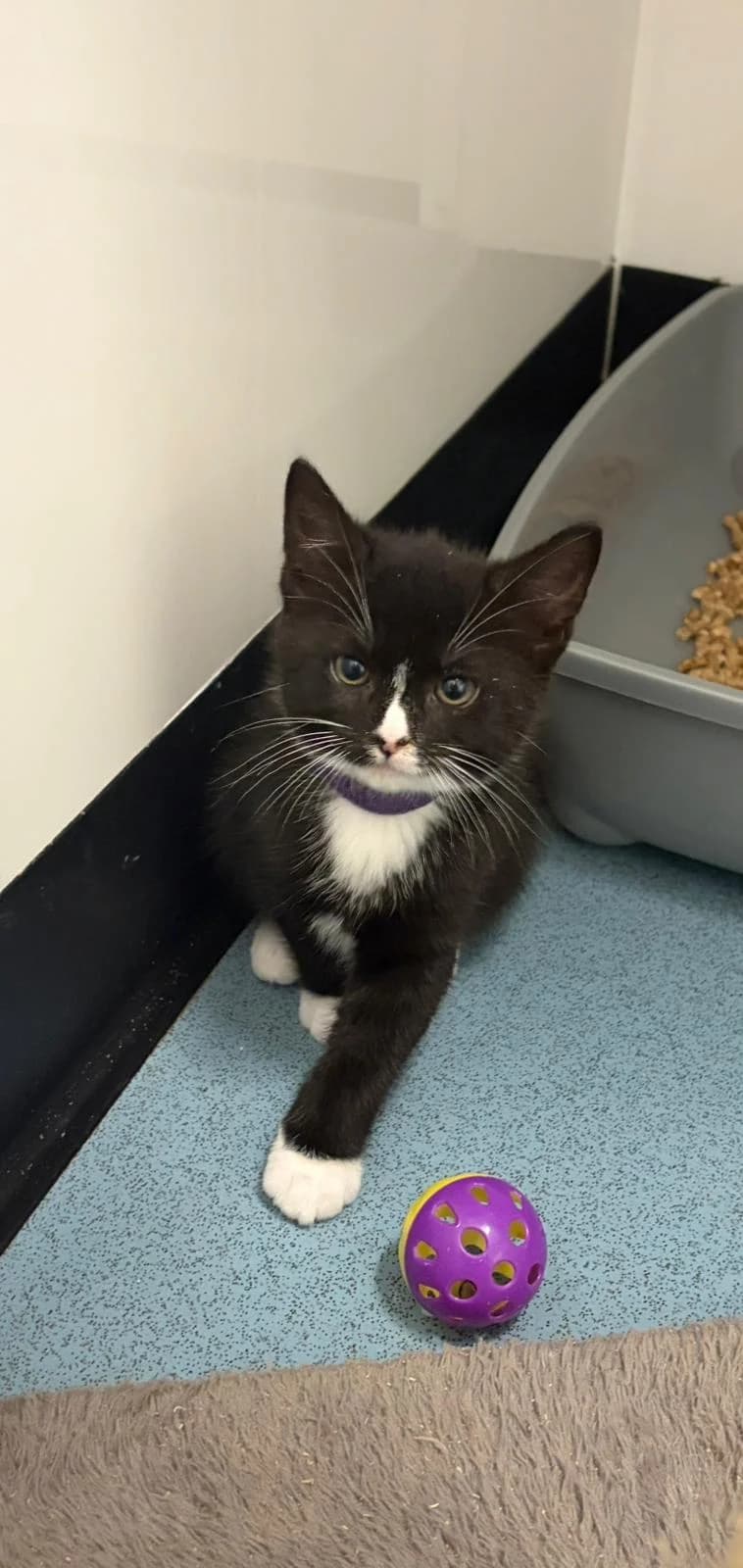 AMY, female puppy Mixed Breed for adoption at Animal Welfare Furness