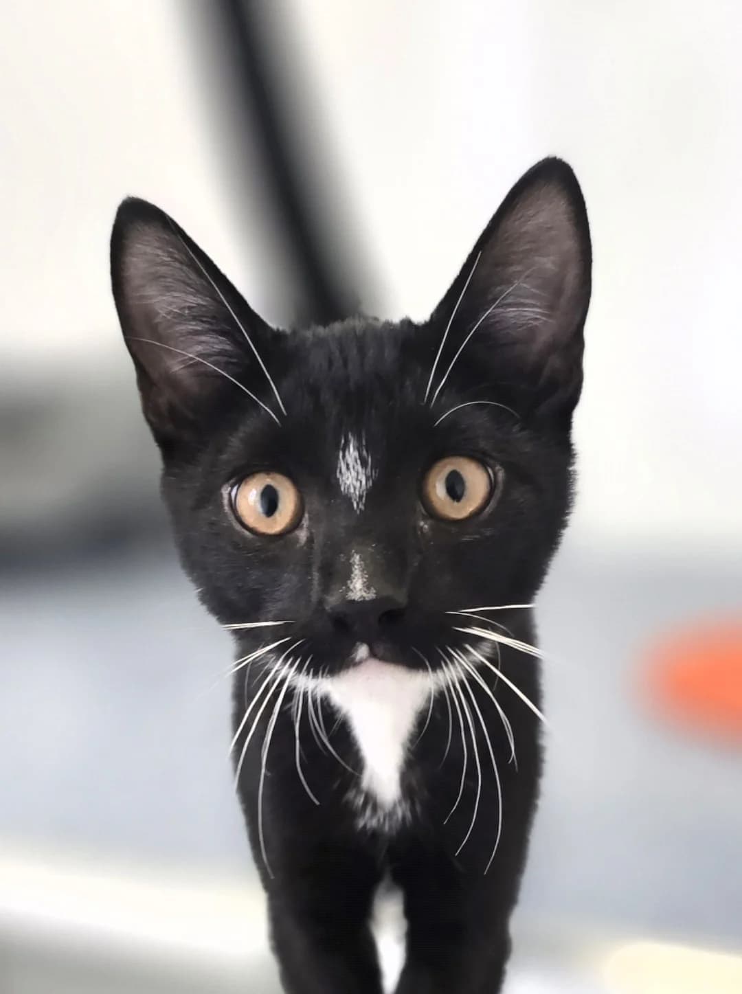 SPONGEBOB, male puppy Mixed Breed for adoption at Animal Welfare Furness