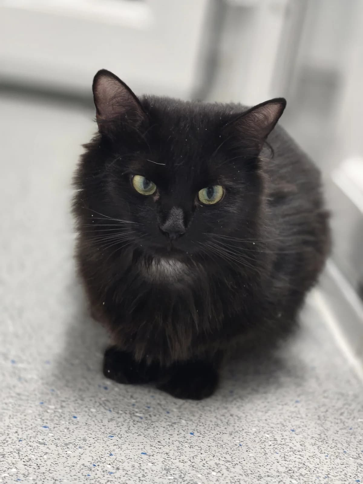 MARY, female young Mixed Breed for adoption at Animal Welfare Furness