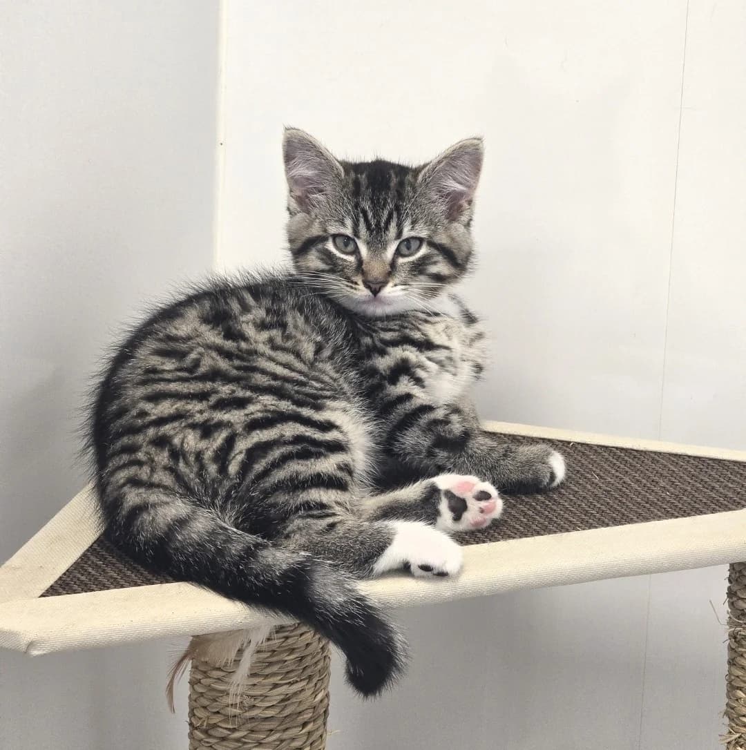ADELLA, female puppy Mixed Breed for adoption at Animal Welfare Furness