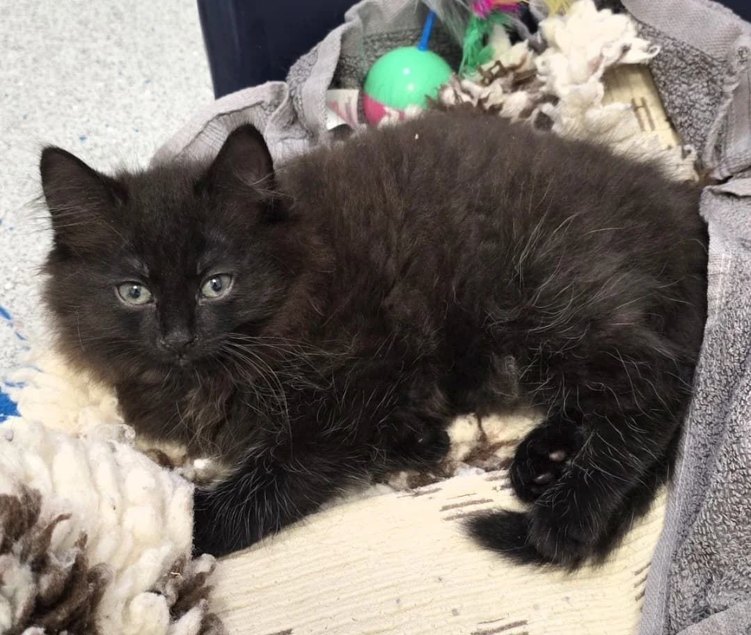 SCUTTLE, female puppy Mixed Breed for adoption at Animal Welfare Furness