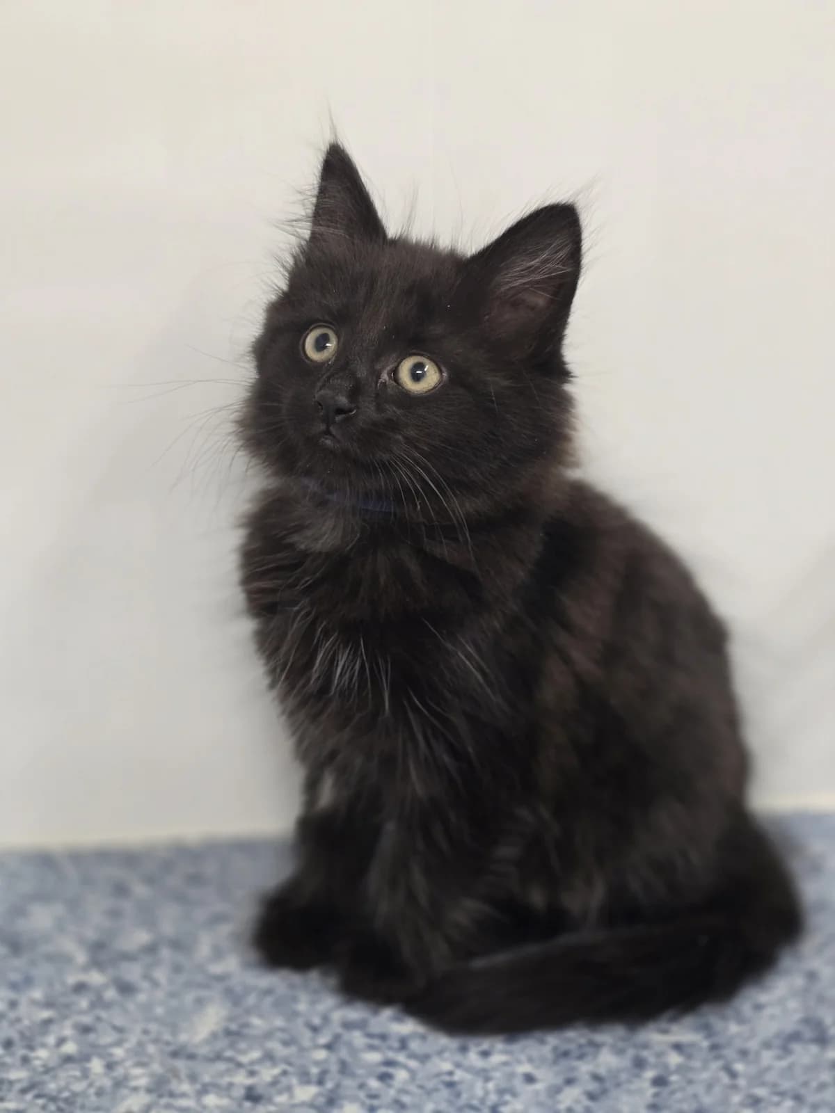 GORDO, male puppy Mixed Breed for adoption at Animal Welfare Furness