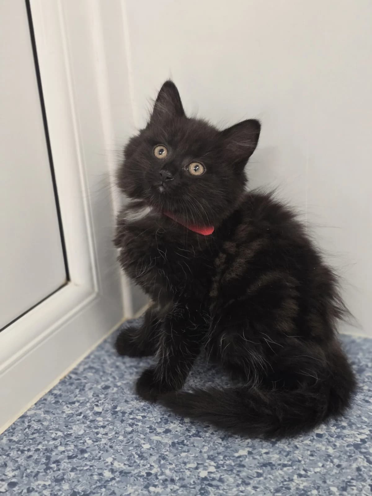 LIZZIE, female Mixed Breed for adoption at Animal Welfare Furness