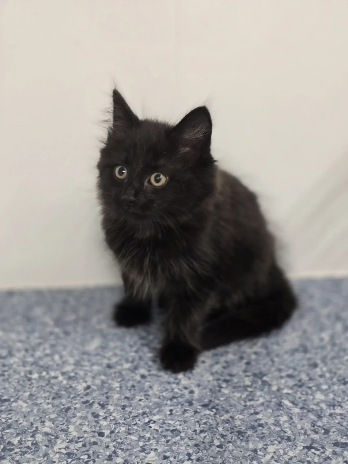 MIRANDA, female Mixed Breed for adoption at Animal Welfare Furness