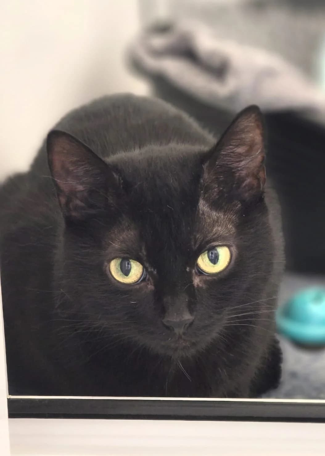 ARIEL, female young Mixed Breed for adoption at Animal Welfare Furness