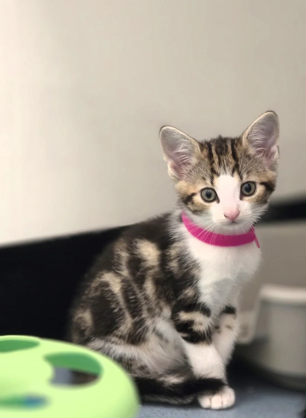 GRETCHEN, female Mixed Breed for adoption at Animal Welfare Furness