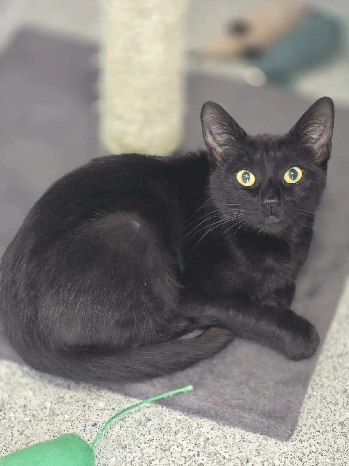 KIWI, female young Mixed Breed for adoption at Animal Welfare Furness