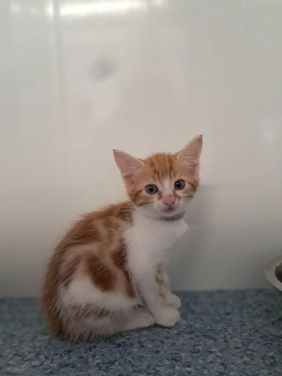 JIM, male puppy Mixed Breed for adoption at Animal Welfare Furness